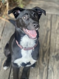 bodie - Photo 1