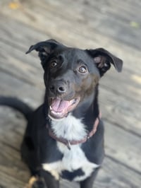 bodie - Photo 3
