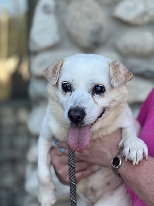 GOUDA - Corgi / Terrier available for adoption
