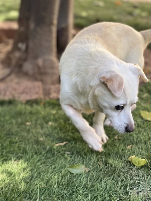 GOUDA - Corgi / Terrier available for adoption