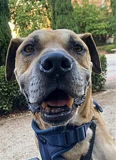 KOBE BOY - Black Mouth Cur / Boxer available for adoption