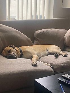 KOBE BOY - Black Mouth Cur / Boxer available for adoption