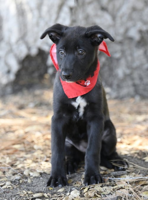MOXIE - German Shepherd Dog available for adoption