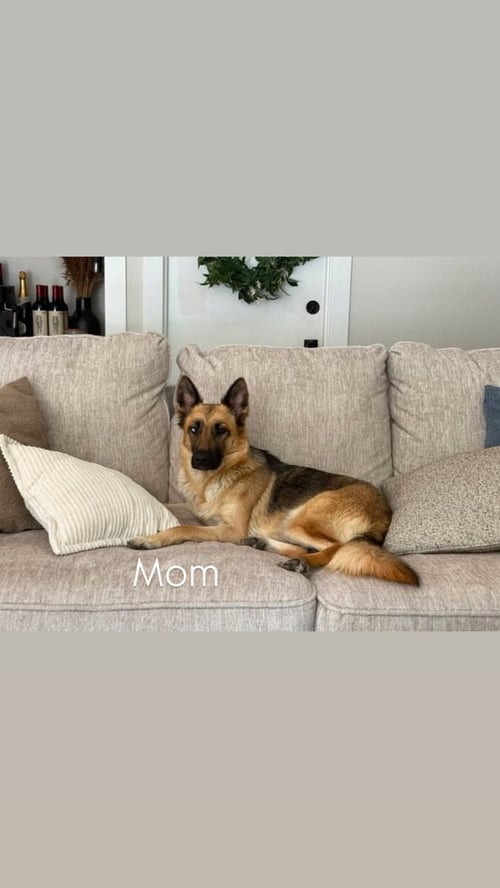 MOXIE - German Shepherd Dog available for adoption