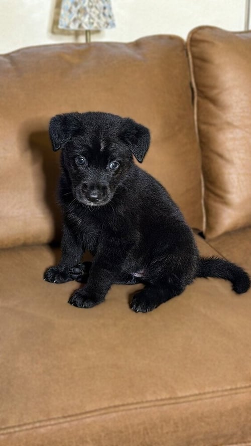 MOXIE - German Shepherd Dog available for adoption