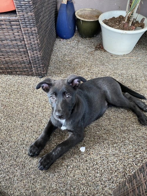 MOXIE - German Shepherd Dog available for adoption