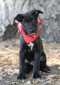 Moxie - Photo 3