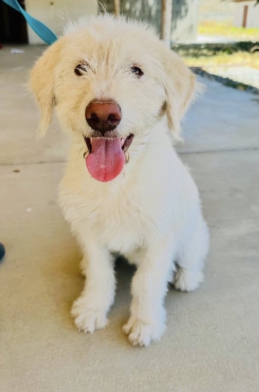 Murphy Image