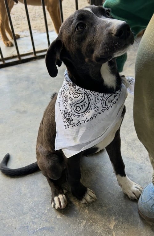 JETT - Labrador Retriever / Shepherd available for adoption