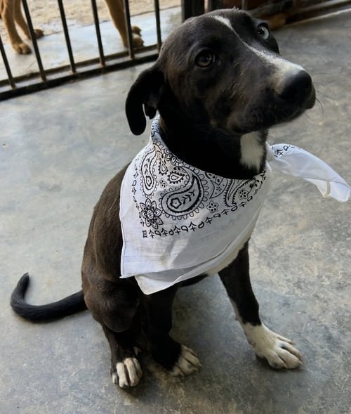 JETT - Labrador Retriever / Shepherd available for adoption