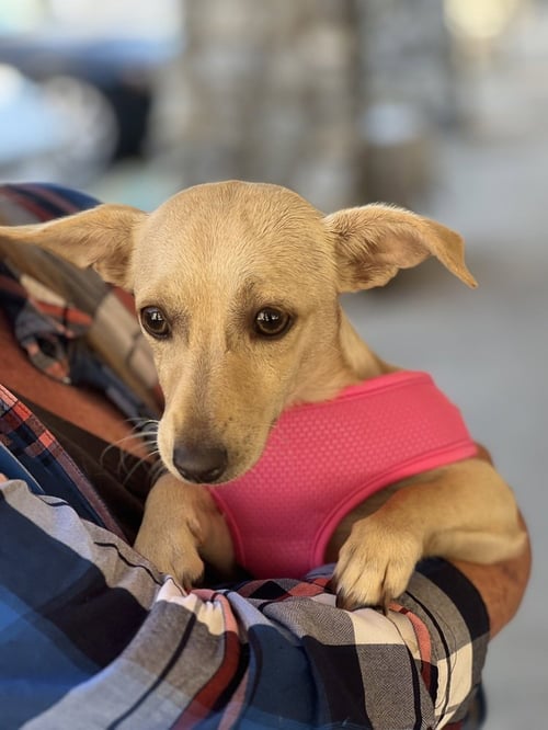 SARA - Chihuahua / Dachshund available for adoption