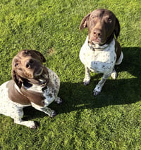 Thor & Ellie - Photo 1