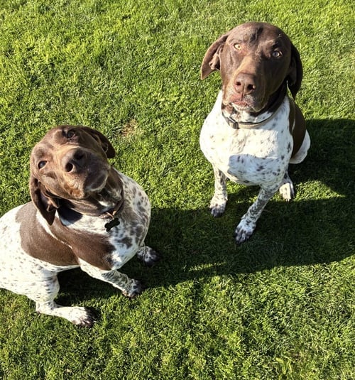 THOR & ELLIE - German Shorthaired Pointer available for adoption