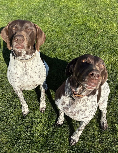 THOR & ELLIE - German Shorthaired Pointer available for adoption