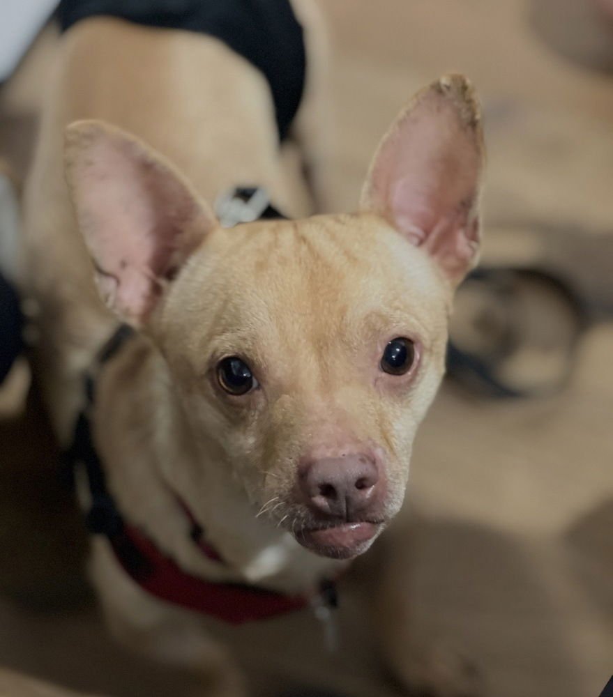 CHESTER AKA CHEDDAR - Chihuahua available for adoption