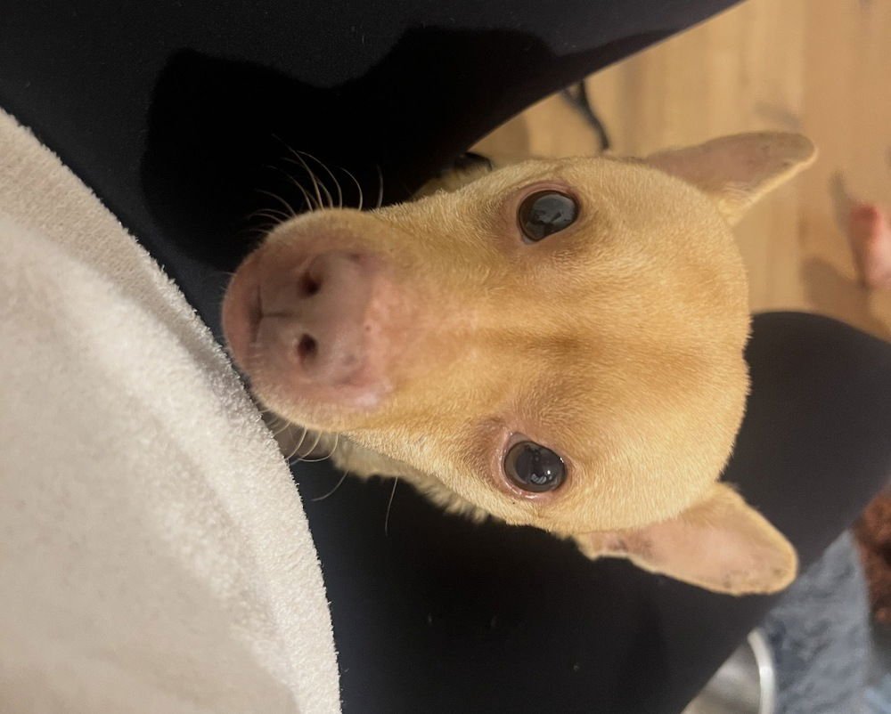 CHESTER AKA CHEDDAR - Chihuahua available for adoption