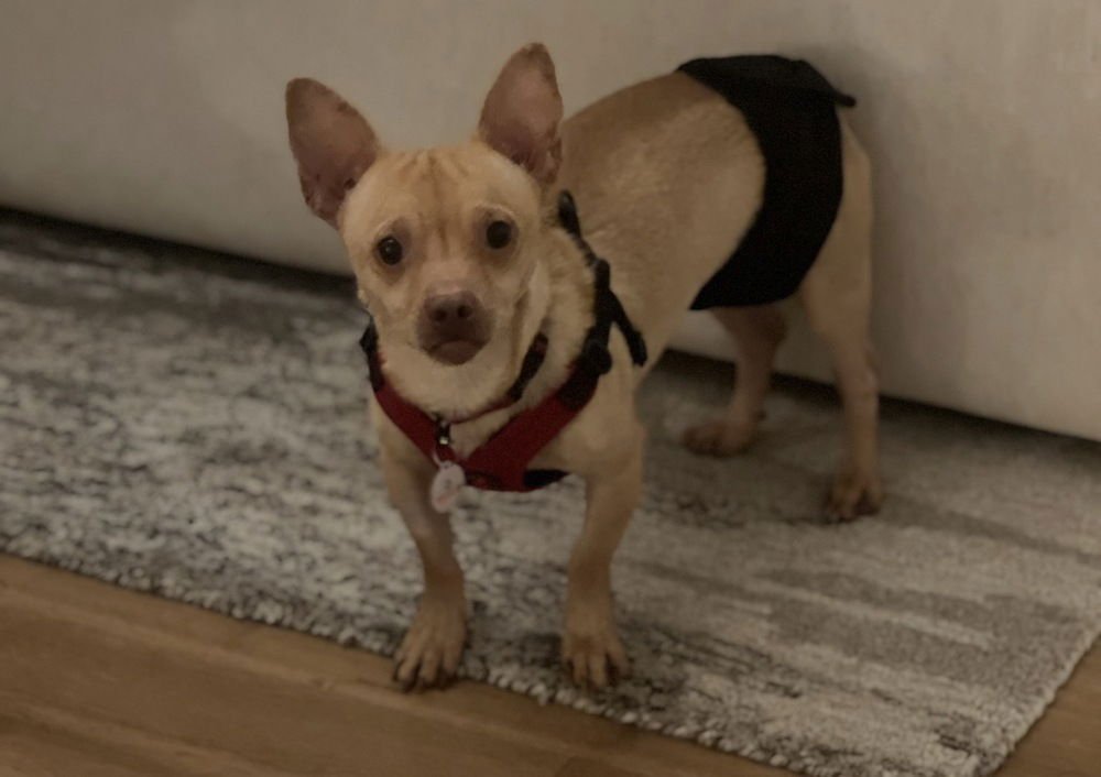 Chester aka Cheddar - Photo 3