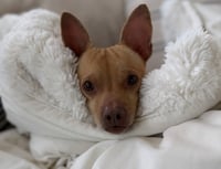 Chester aka Cheddar - Photo 2