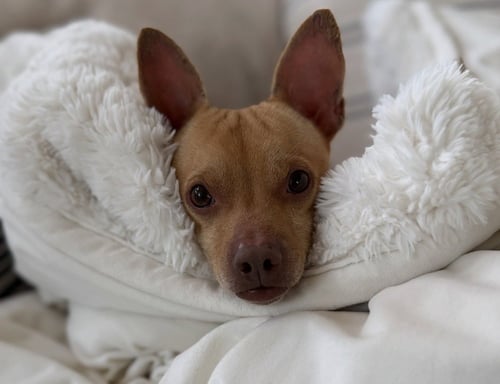 CHESTER AKA CHEDDAR - Chihuahua available for adoption