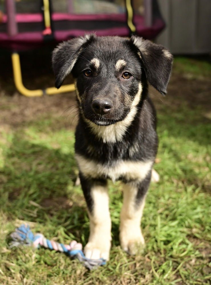 SHILOH - Shepherd available for adoption