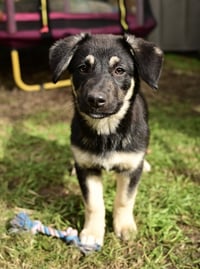 Shiloh - Photo 1
