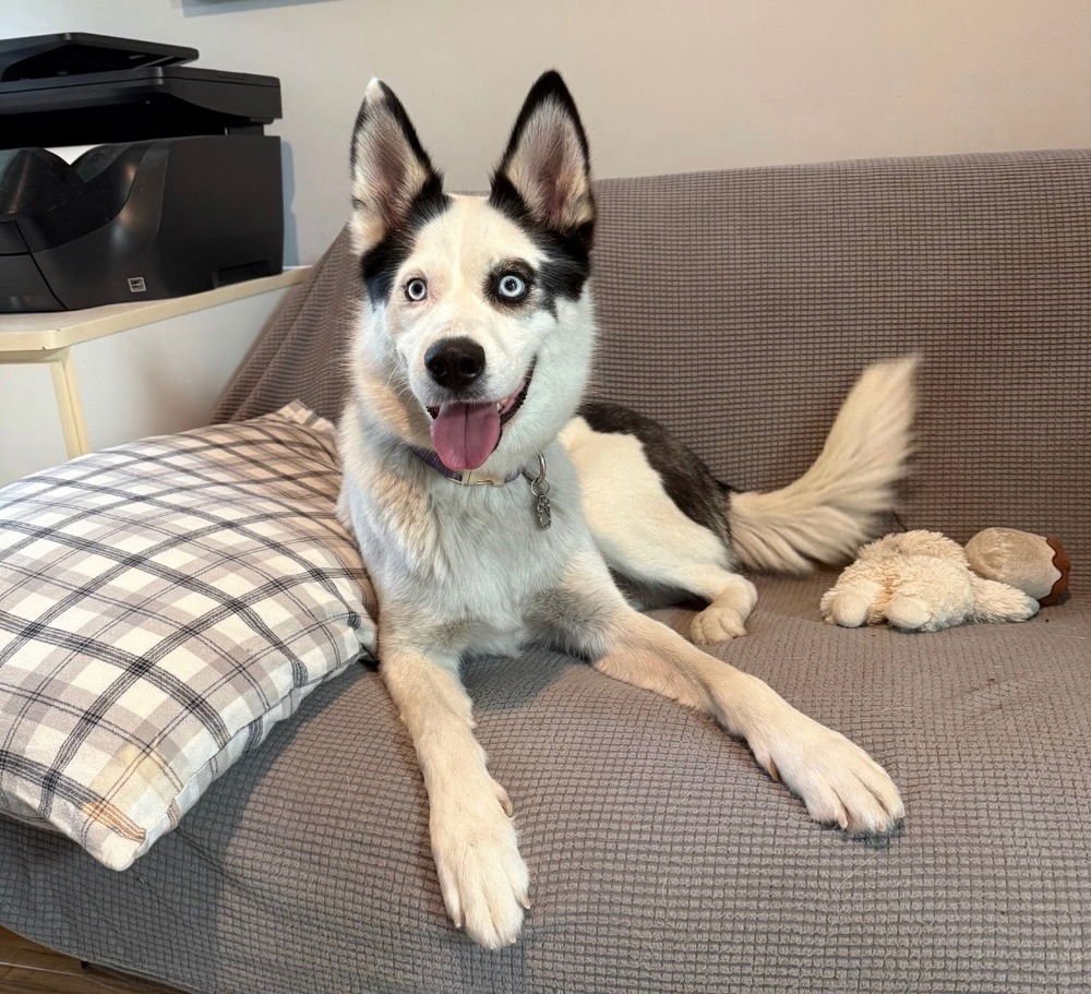 JUNIOR - Husky / Border Collie available for adoption