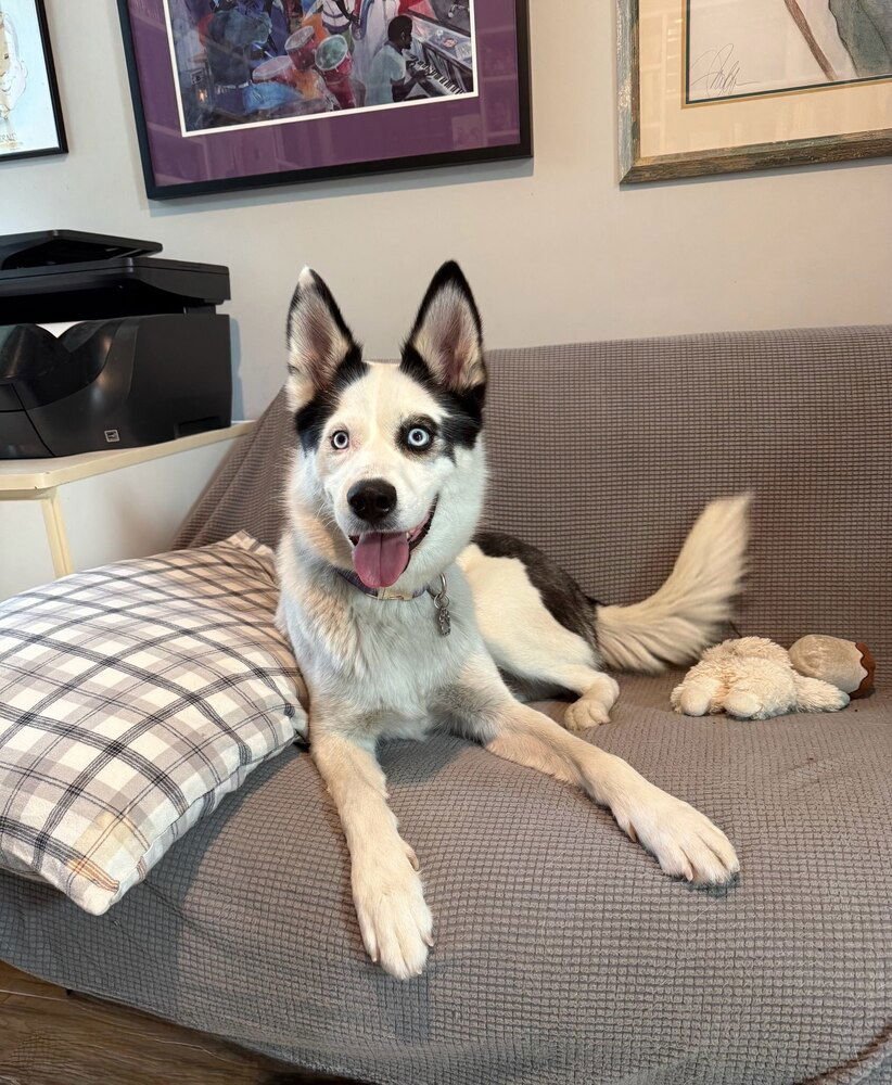 JUNIOR - Husky / Border Collie available for adoption