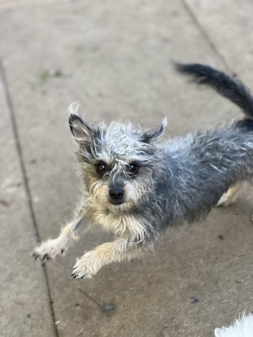 MARTHA - Terrier available for adoption