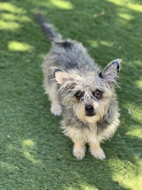 MARTHA - Terrier available for adoption