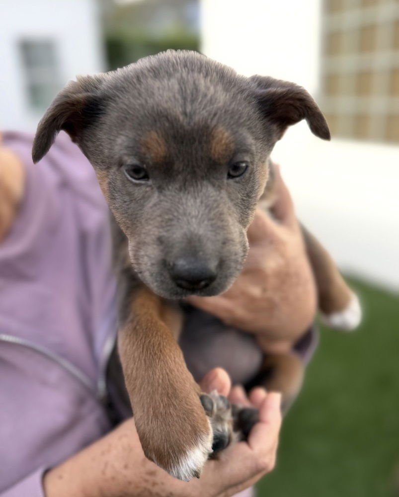 RIVER - Shepherd / Australian Cattle Dog/Blue Heeler available for adoption