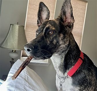 ORI - Dutch Shepherd / Retriever available for adoption