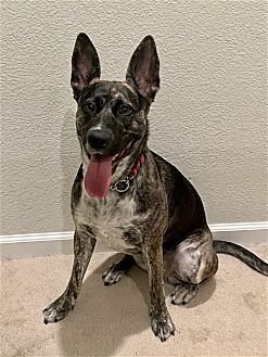 ORI - Dutch Shepherd / Retriever available for adoption