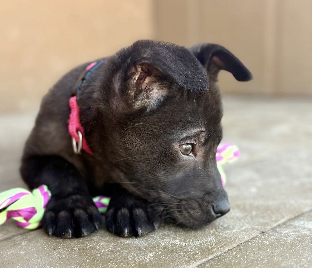 ELLE - Shepherd available for adoption