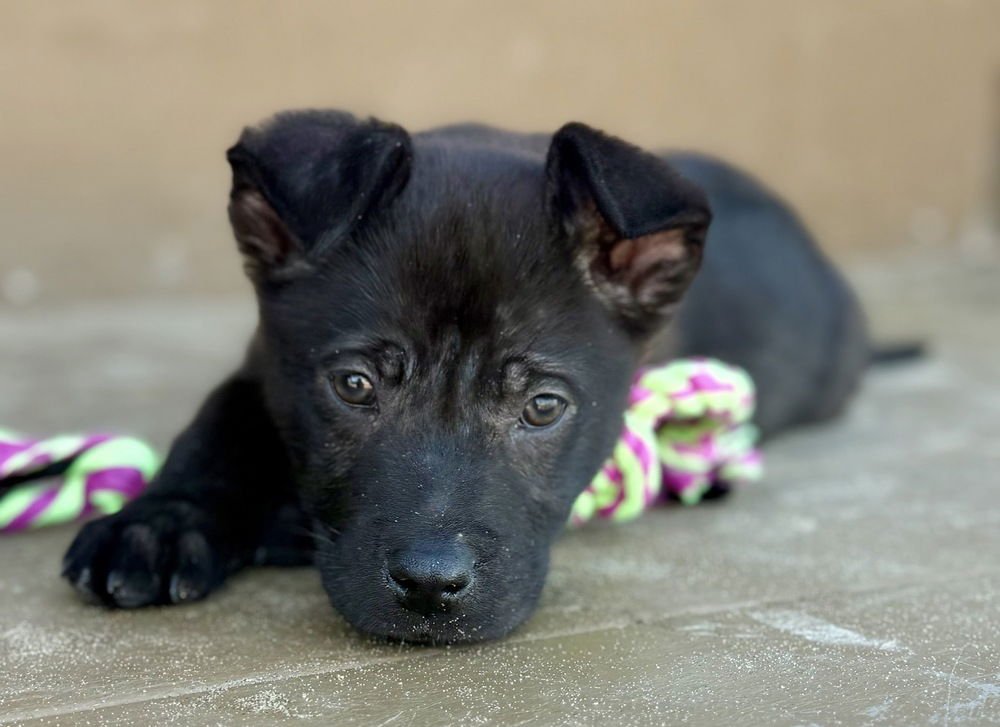 ELLE - Shepherd available for adoption