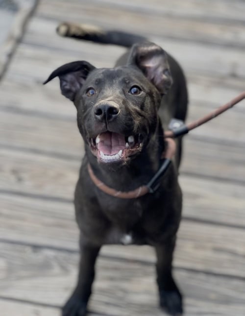 ELLE - Shepherd available for adoption