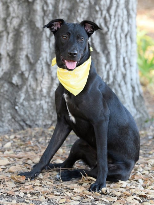 ELLE - Shepherd available for adoption