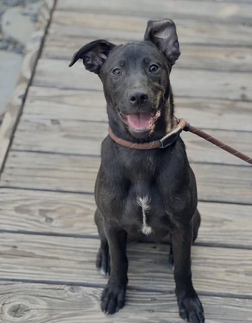 ELLE - Shepherd available for adoption