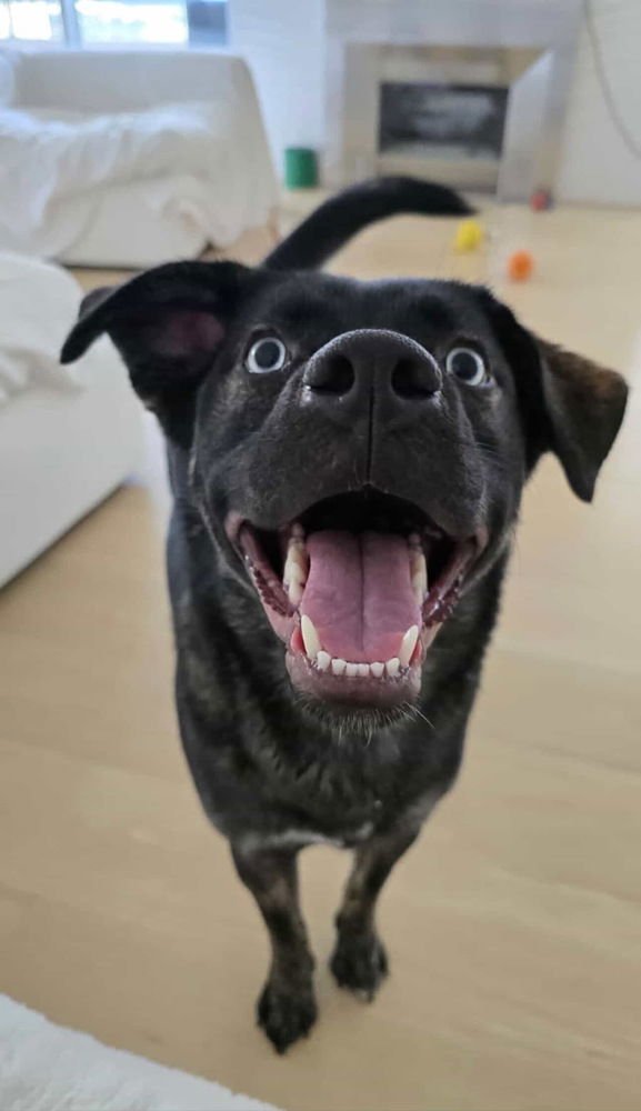 BELLA - Border Collie / Dutch Shepherd available for adoption