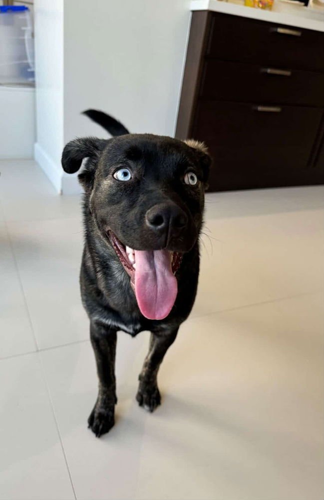 BELLA - Border Collie / Dutch Shepherd available for adoption
