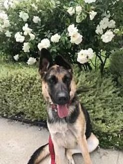 HARLEY - German Shepherd Dog available for adoption