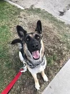 HARLEY - German Shepherd Dog available for adoption