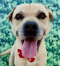 Gordy - Photo 2