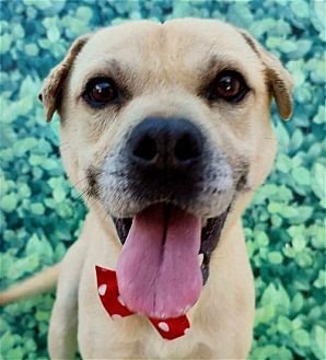 GORDY - Shar Pei available for adoption