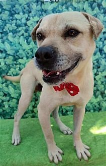GORDY - Shar Pei available for adoption