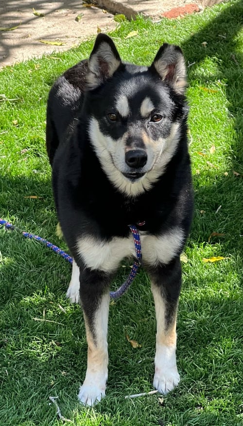 CLOVER - Husky / Shiba Inu available for adoption