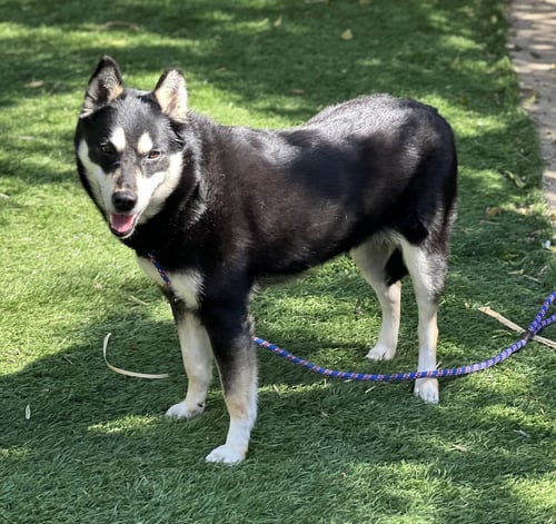 CLOVER - Husky / Shiba Inu available for adoption