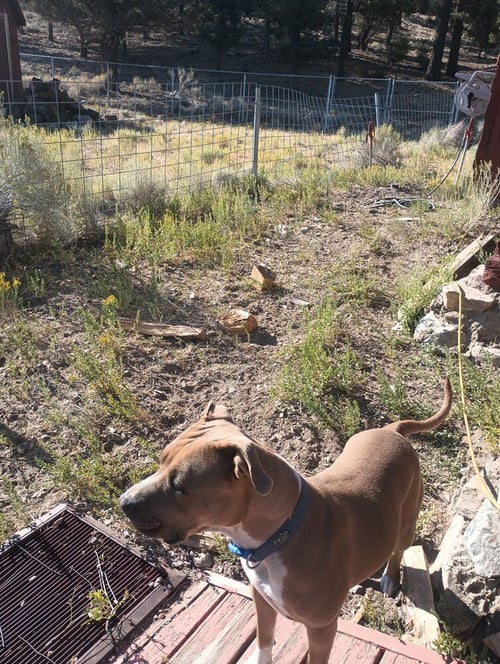 MOLLY - Pit Bull Terrier available for adoption