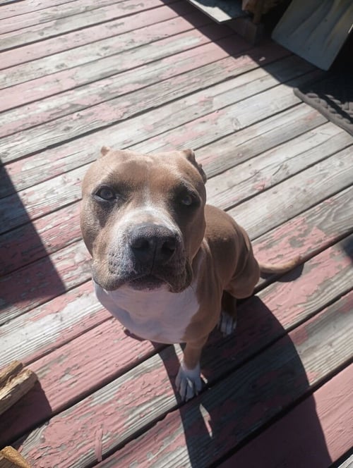 MOLLY - Pit Bull Terrier available for adoption