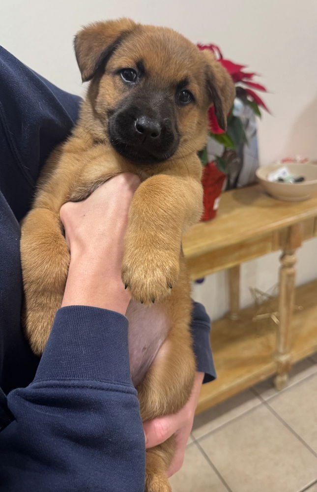 BEAR - Shepherd available for adoption