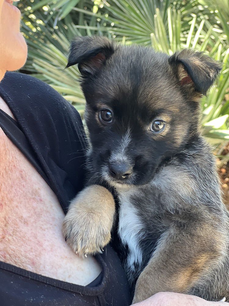 SPROUT - Havanese / Lhasa Apso available for adoption